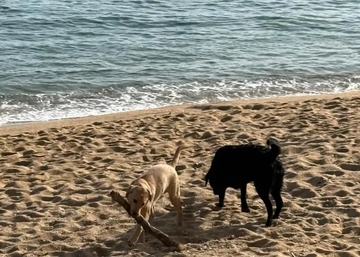 Apartamento Pinzon, Gezellige Familievilla Met Groot Zwembad.